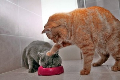 fightoverfood.jpg