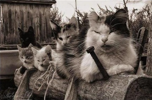 gangs_0.jpg